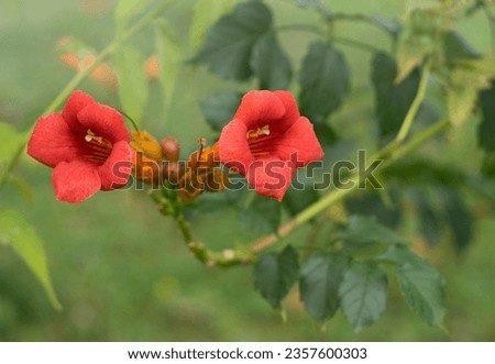 Red blossom of trumpet vine, trumpet creeper or campsis radicans on a sunny summer day on the blurred green nature background