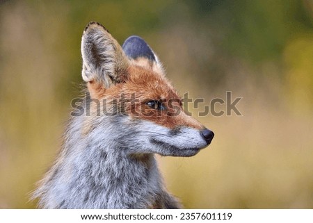 Close up of a red fox in a forest (Vulpes vulpes)