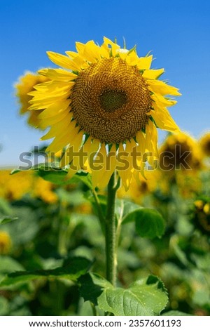 Sunflowers in the field. They look at the sun and are nourished by nature.
Field product, with which edible oil is made.