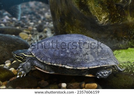 A Turtle in the Water