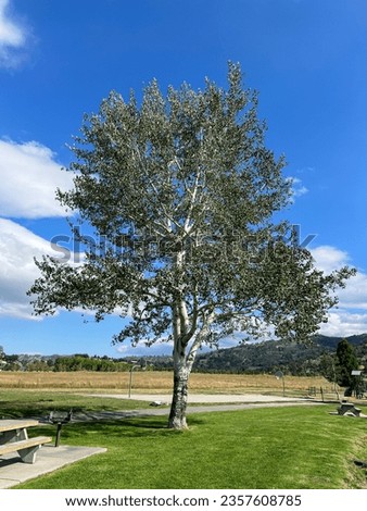 A very old cottonwood (poplar) tree with green leaves and a silvery brown trunk in summer on a sunny day in Tehachapi, California, USA, as a nice organic natural background. Royalty-Free Stock Photo #2357608785