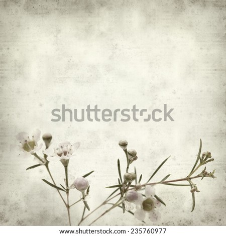 textured old paper background with small pink blooms of waxflower