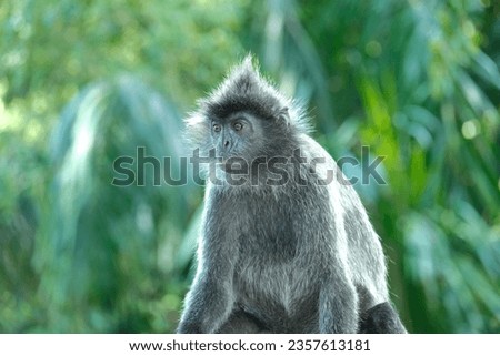 A close up of a monkey's face with blurry background