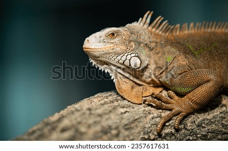 lizard, animal, green lizard with blur background

