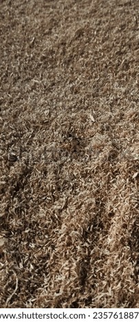 "A picture featuring a pile of sawdust with several ants actively crawling atop. This microcosm captures the bustling activity and industrious nature of ants as they manage natural resources