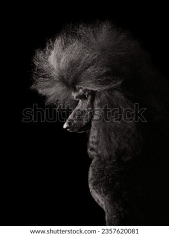 Studio portrait of beautiful poodle isolated a black background