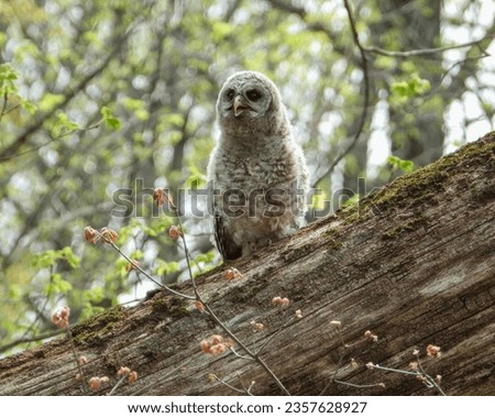 Barred Owl (Strix varia) North American Bird of Prey 