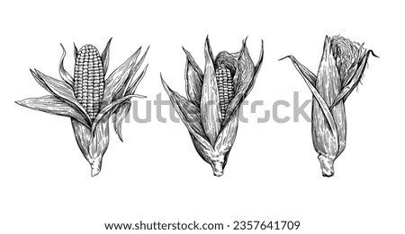 Detailed botanical illustration of corn cobs isolated on white background. Drawing in old retro engraving style. Hand drawn realistic ink sketch. Royalty-Free Stock Photo #2357641709