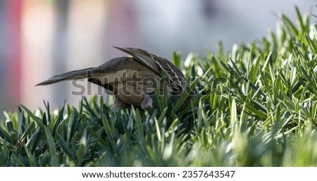 Photograph of a beautiful Chalk-browed mockingbird.	