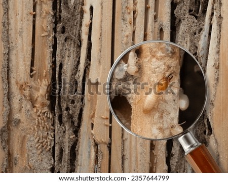 Group of the small termite destroy timber, termites eat wood and destroy buildings, magnifying glass can clearly see large termites Royalty-Free Stock Photo #2357644799