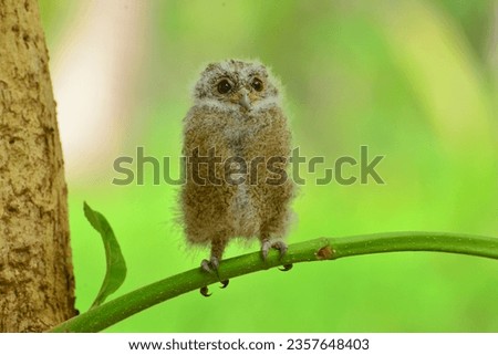 The Sunda scops owl (Otus lempiji) is a small brown owl that is speckled with black on the upper parts and streaked with black on the lower parts