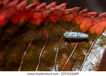 Macropsis,a genus of true bugs belonging to the family Cicadellidae, malang, September 6, 2023