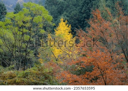 Autumn view in Ehime prefecture