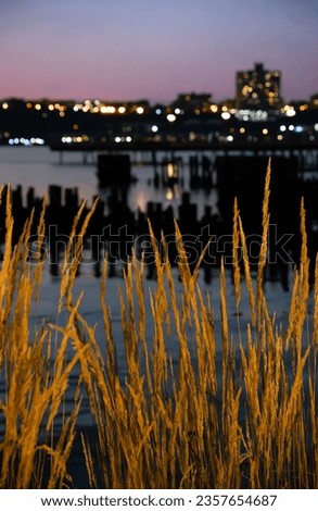Golden reeds at sunset, as dusky night falls across the Hudson River, New York City. Selective focus on foreground, soft focus on buildings with lights and river, pier in back.
