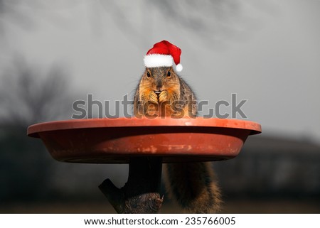 Chipmunk in red Santa Claus hat and eating sunflower on white background