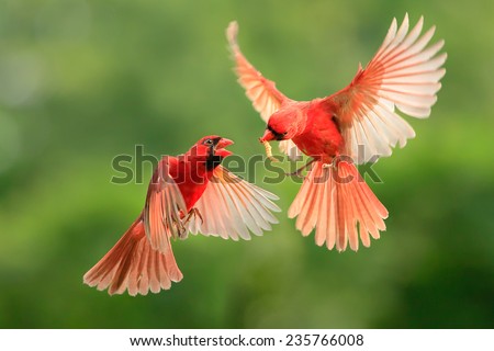 Northern Cardinal, Wildlife