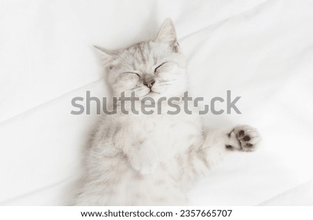 Small Scottish kitten lying down on white bed of relaxing and cozy wellbeing in home. Royalty-Free Stock Photo #2357665707