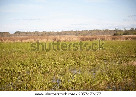Green aquatic plants, water, and brown grasses growing in a duck impoundment