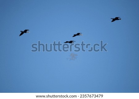 An adult double-crested cormorant (Phalacrocorax auritus) leading a formation of three double-crested cormorants
