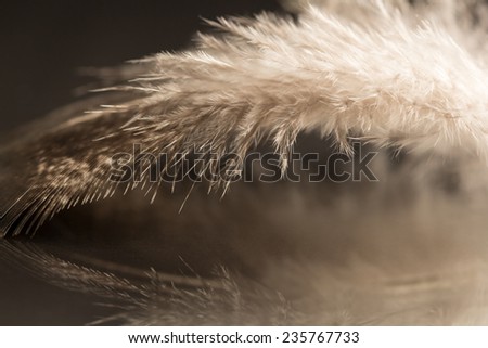 Black and white photo of rooster feather with details and reflexions 