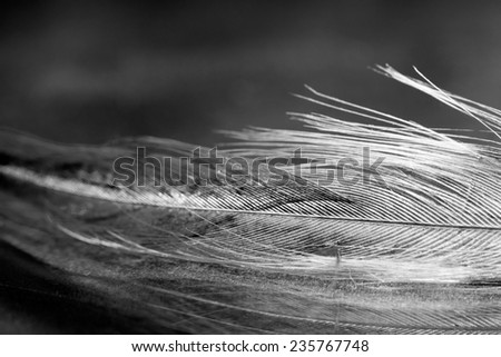 Black and white photo of rooster feather with details and reflexions 
