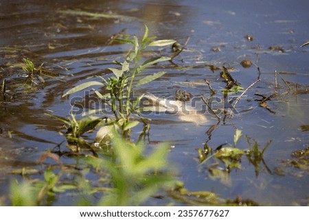 Red-eared slider (Trachemys scripta elegans) guarding a dead fish from an eastern mud turtle (Kinosternon subrubrum) underwater nearby Royalty-Free Stock Photo #2357677627