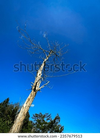 a tree without leaves and a blue sky.