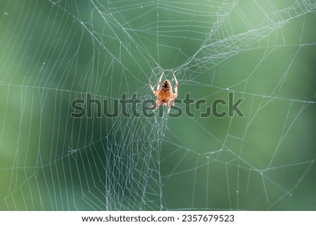 Close-up ventral view of a neoscona crucifera orb-weaver spider also known as barn spider on the center of it's web.  Royalty-Free Stock Photo #2357679523