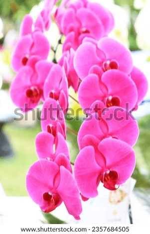  Pictures of flowers and orchids for the background