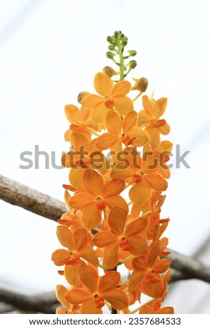  Pictures of flowers and orchids for the background