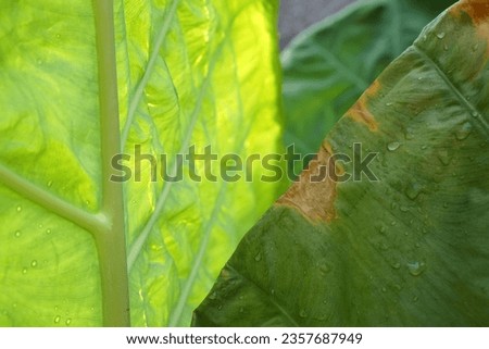 Natural photo background from taro plants with broad leaves                            