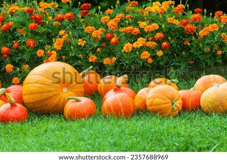 Harvest of fresh organic orange pumpkins on green lawn near flower bed of bright marigolds in kitchen garden on sunny autumn day. Happy Thanksgiving holiday concept. Garden seasonal works
