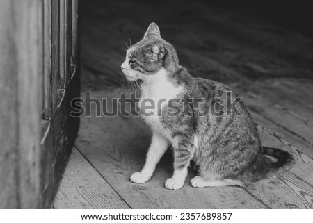 Portrat of the gray cat, at the porch. Wooden door and surface. No picture, please. Concept. White paws.  Meow. Monochrome style,