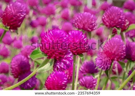 Delicate, vibrant flower head in soft pink and purple hues.
