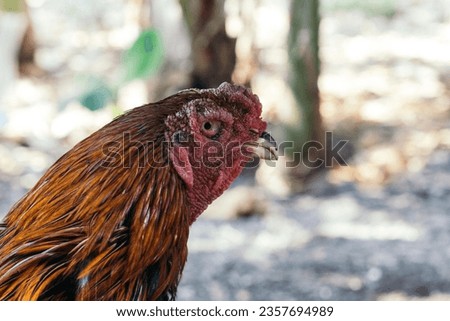 a rooster that has uniquely colored feathers and a large body as a striking symbol of the rooster.