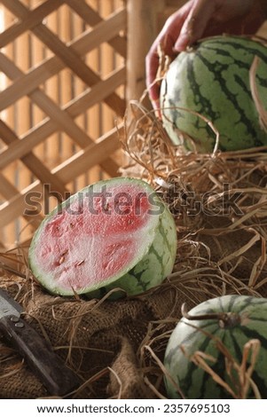 Watermelon is a vine. This plant is a type of pumpkin, melon and cucumber. Watermelon fruit is usually harvested to be eaten fresh or made into juice.