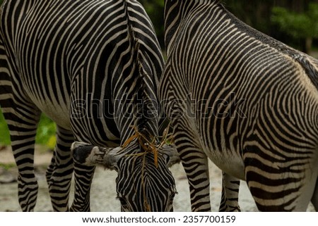 Beautiful zebra animals are eating grass, mother and child zebras are eating green lawn grass in the zoo, copy space for text