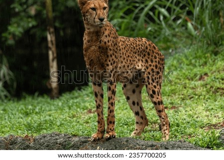 Cheetah portrait with a head on view, copy space for text, rainy day