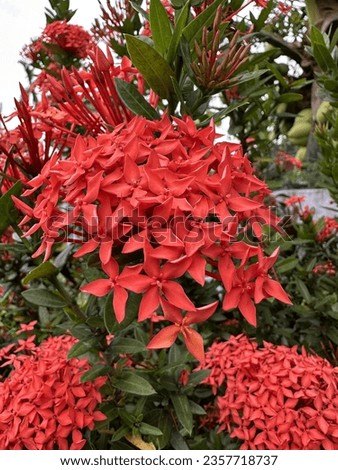 Red ixora flowers! They are simply delightful and charming. Picture a bunch of tiny, colorful fireworks exploding in your garden, and you've got the essence of the ixora flower.