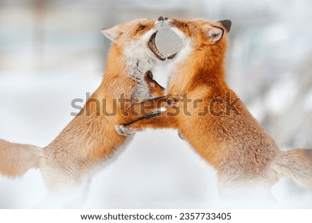 Wildlife. Red fox fight in white snow. Cold winter with two orange furry fox, Japan. Beautiful orange coat animal in nature. Detail close-up portrait of nice mammal. Animal love behaviour in nature.