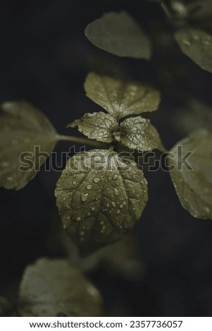 leaves of plants wet with raindrops in a dark and dark scenery (selective focus)