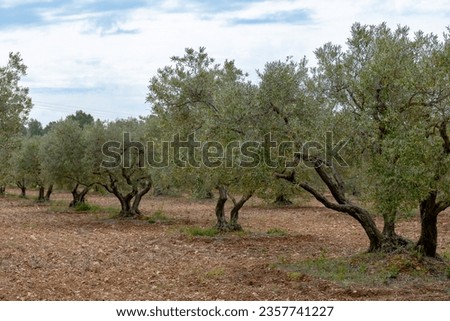 Olive trees growing in Alpilles region, Provence, France. Production of high quality cold press extra virgin olive oil.
