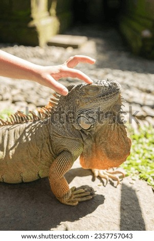 Child touching green iguana in the zoo