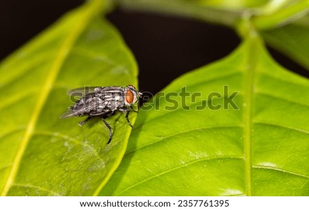 Flies clinging to the leaves