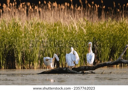 Photo of a group of pelicans perched on a log in the tranquil waters of the Danube Delta Danube Delta birds wild life