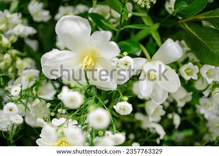Beautiful bunch of fresh flowers, fern, greenery flowers in green and white colors, cropped photo, bouquet close upClose up of a bouquet of beautiful white flowers. White flowers and green leaves.