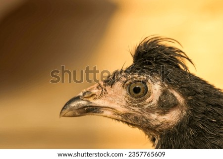 Young roosters head close up