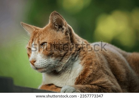 close up domestic cat in garden