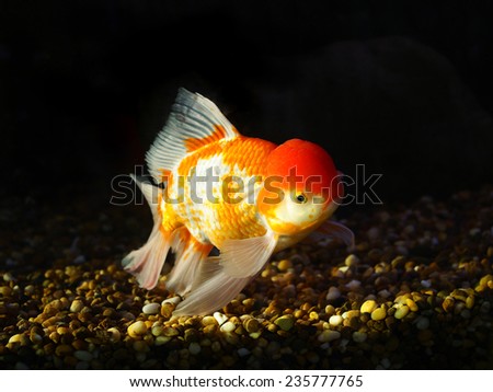single goldfish swimming under water, black background