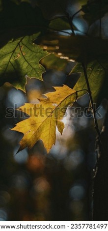 A Beautiful Autumn Leaves Picture